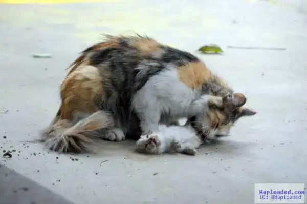 Heartbreaking photos of mother cat trying to revive her stabbed to death kittens